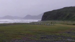 Моря в 2023 году Приморский край п. Рязановка п. Волчанец