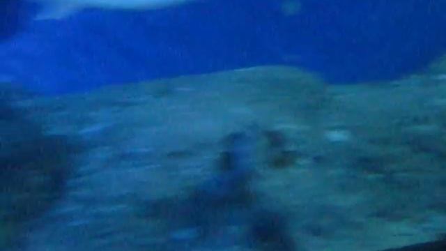 MVI океанариум в Банкоге смотреть онлайн