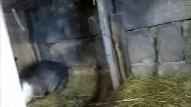 Когда чистить кроликов? Про кроликов! смотреть онлайн