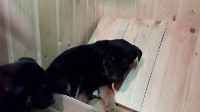 Лорд и Граф смотреть онлайн