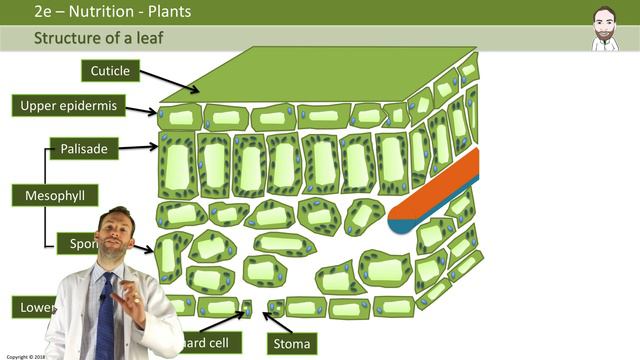 Structure of a leaf - GCSE Biology (9-1) смотреть онлайн