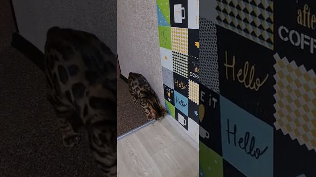 кто сказал что пемза за ног? смотреть онлайн