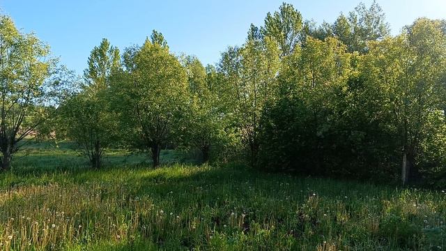 В деревне нет никакой тишины...