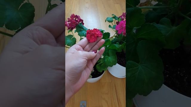 Bold Minstrel зональная пеларгония смотреть онлайн