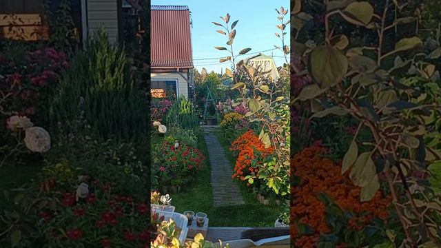 Сентябрьские дачи #сад #цветы смотреть онлайн