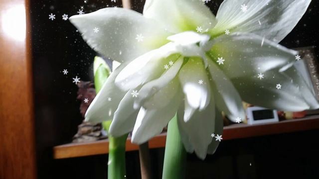 Amaryllis In Bloom For Christmas смотреть онлайн