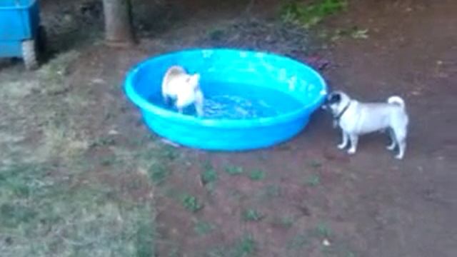 Outlaw the Pug wrestles Pookie Pug смотреть онлайн