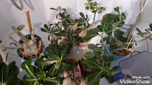 ДЛЯ ЧЕГО НАДО КУПАТЬ АДЕНИУМЫ В ГОРЯЧЕЙ ВОДЕ? КАК ЧАСТО? смотреть онлайн