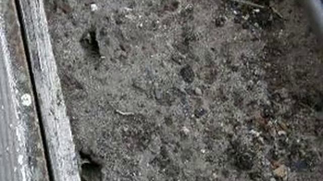 пчёлы-листорезы смотреть онлайн
