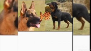 Немецкая овчарка против ротвейлера.Кто победит