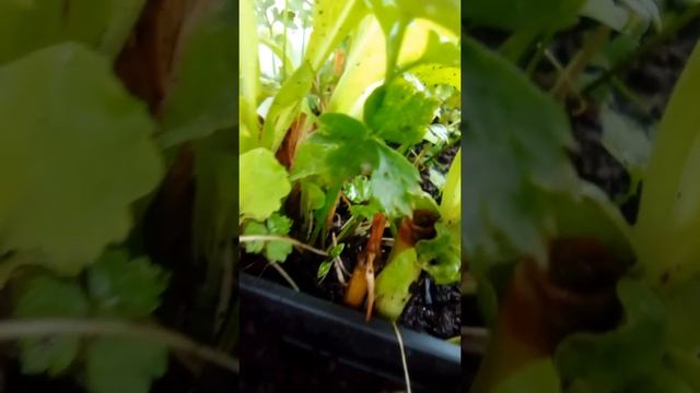 как подросла моя зелень во второй раз после стрижки смотреть онлайн