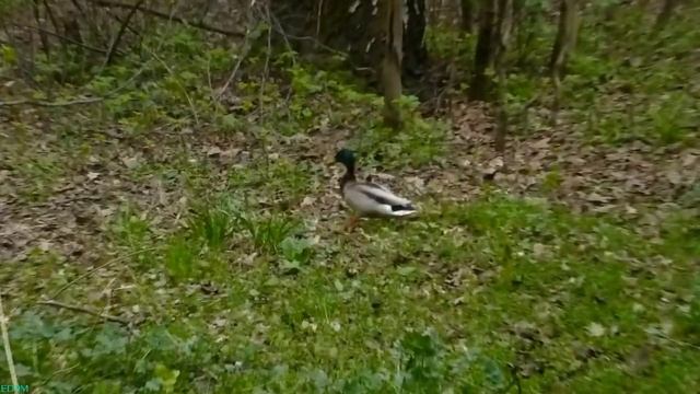 Spring Park in Moscow - May 4, 2014 смотреть онлайн