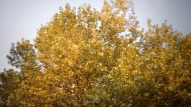 Липа. Стихотворение. Поэзия.Философские Стихи. Духовная Поэзия. Философия. Автор Светлана София Ян смотреть онлайн
