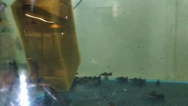 РазводнЯ аквариумных рыбок в Ташкенте