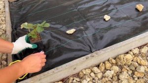 Посадка клубники на агроткань | Почему выбираю агроткань