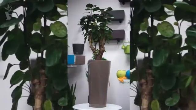 ARTPLANTS - Полисциас смотреть онлайн