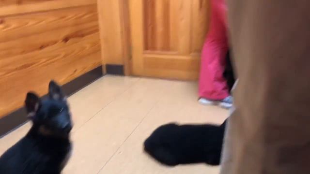 Ss Puppies - Vet Visit @ 7 Weeks