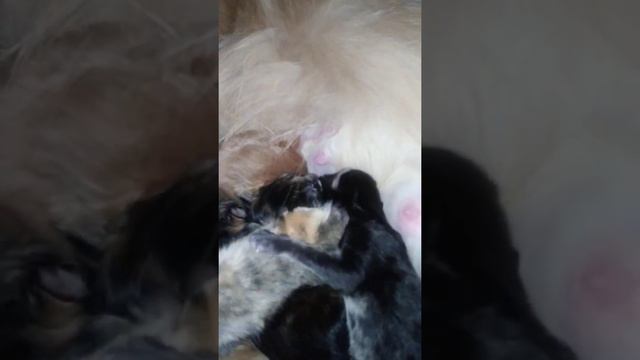 кормим котят Мейн-кунов, которым 2 дня от рождения смотреть онлайн