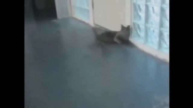Коты и валерьянка смотреть онлайн