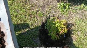 Посадка спиреи: когда и как