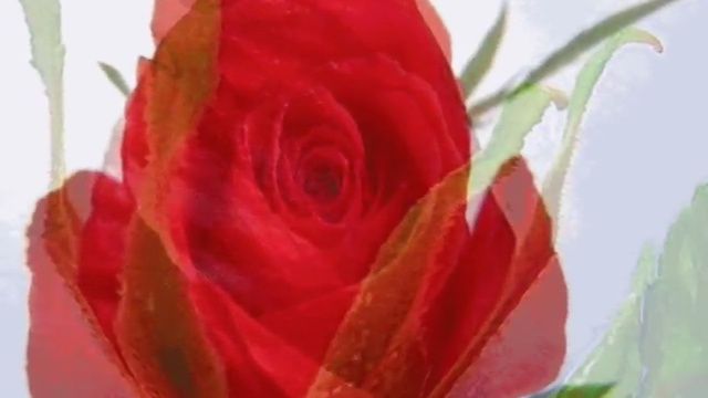 ДЛЯ МИЛЫХ ЖЕНЩИН! С ДНЁМ 8 МАРТА !