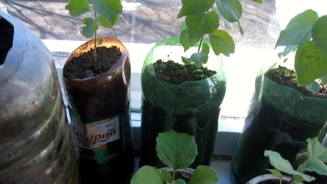 Прорастание косточек абрикоса на подоконнике в школе и их развитие. смотреть онлайн