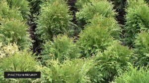Плантация Туи Даника / Туя посадка и уход