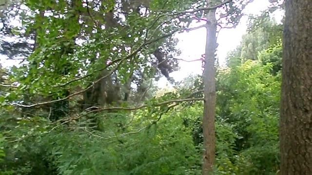 Лазаревское Гинкго Билоба растет в Сочи