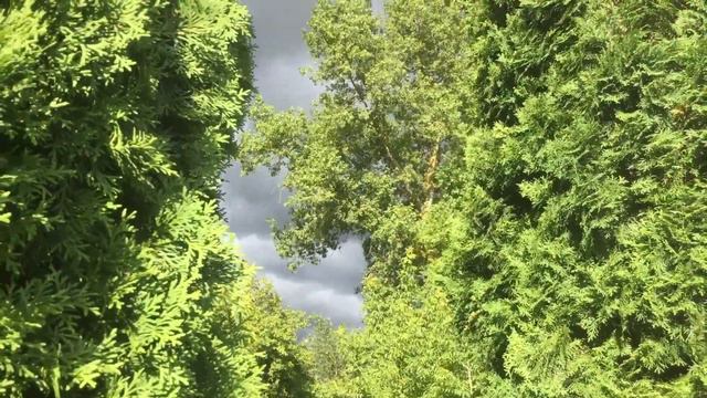 Доброго дня Вам, шановні мої глядачі.!!🌺 смотреть онлайн