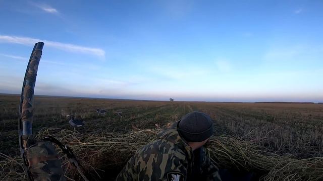 Охота на утку или одна зорька на пшенице. Утка перла как дурная . Охота на утку 2020 Лучшие налет смотреть онлайн