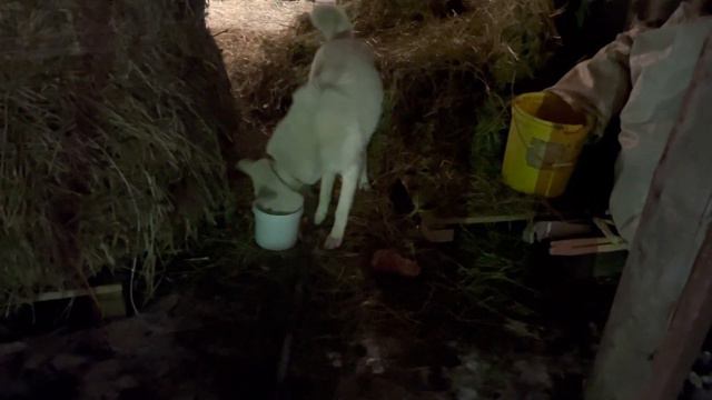 К нам приехал Волэнд (Буран) ☺️очень ласковый … смотреть онлайн