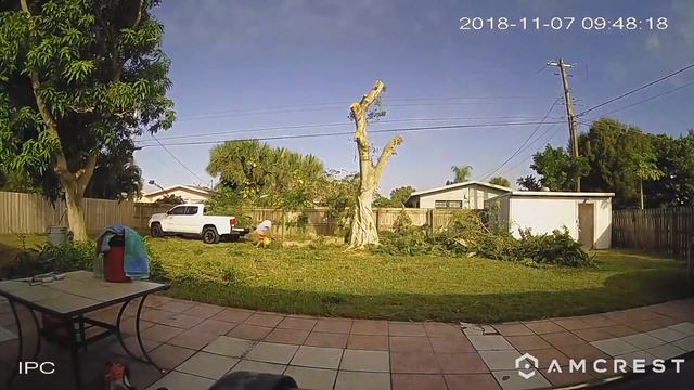 Ficus Tree Removal Time Lapse смотреть онлайн