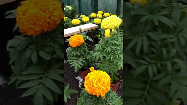 Бархатцы. смотреть онлайн