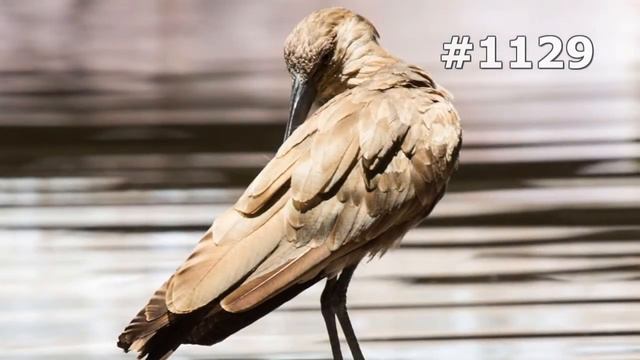 #1129. Птицы (В мире животных) смотреть онлайн