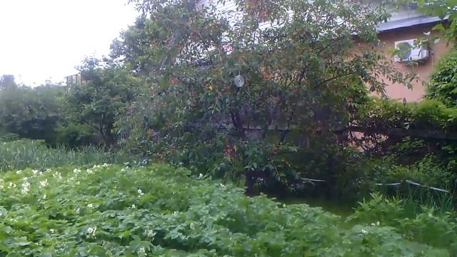 Мой сад цветов.Розы.Лобелия.Пионы.Маки.Гвоздики смотреть онлайн