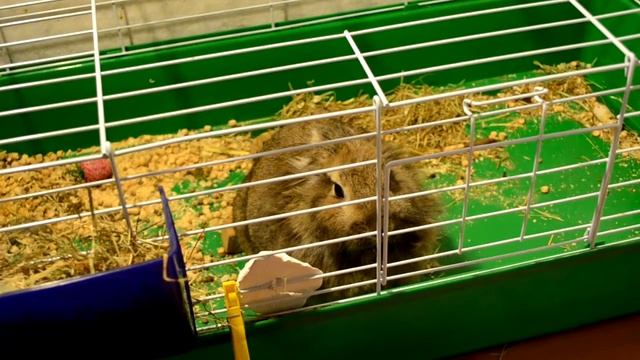 Мифы о кроликах! смотреть онлайн