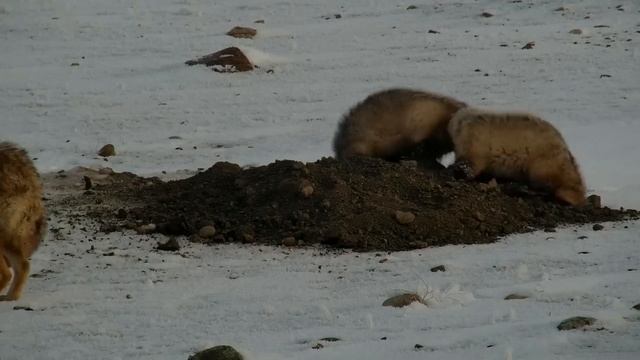 Coyotes and Badgers Hunt Together! смотреть онлайн