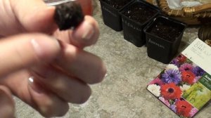 Как правильно прорастить и посадить анемоны.