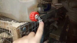 Поилки для перепелов. Всё просто.