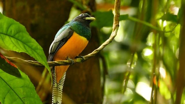 Magnificent Birds | Stunning Nature | Stress Relief | Relaxing Birds Sound | Soothing Birds Chirpin