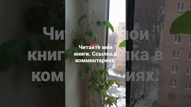 Спелые томаты на подоконнике круглый год. смотреть онлайн