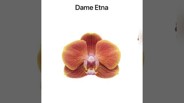 💙💛Catalog phalaenopsis multiflora💚Каталог орхідей-мультифлор з назвами від Floricultura смотреть онлайн