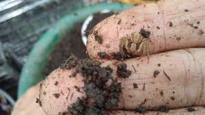 ЧЕРЕНКУЮ ЧУБУШНИК БЕЛЬ ЛЕТУАЛЬ.ПАХНЕТ ЗЕМЛЯНИКОЙ.