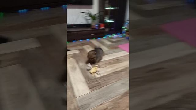 рыжий соболь шпиц смотреть онлайн