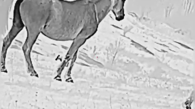 IRAY saim scp19 w смотреть онлайн