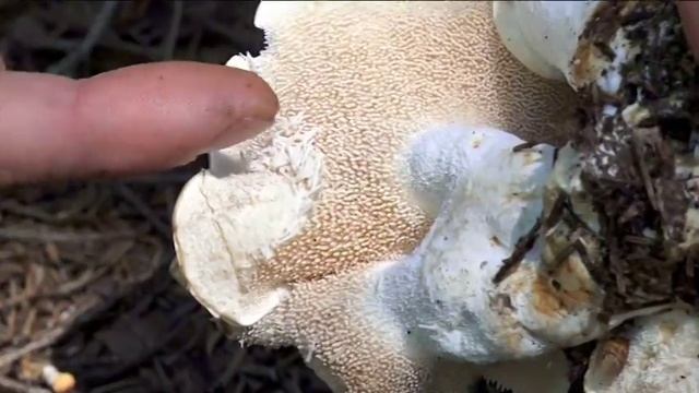 Hydnum repandum @ Conoscere i funghi 30.09.2016 смотреть онлайн