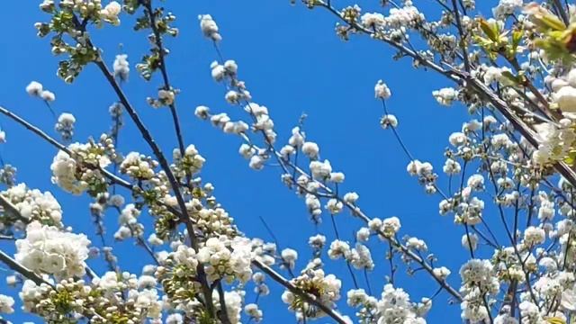 Prunus avium смотреть онлайн