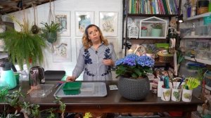 Как правильно посеять дельфиниум?