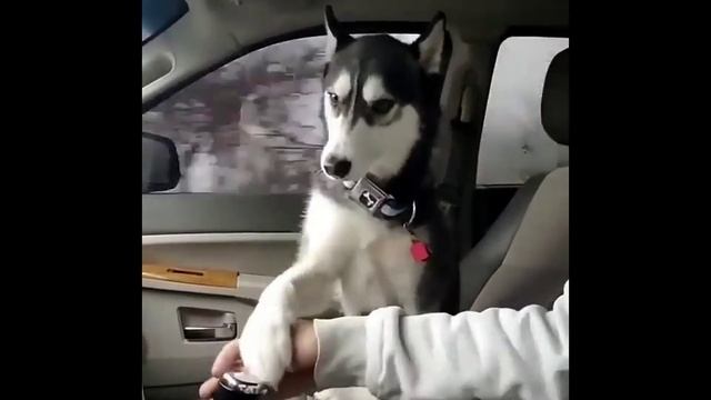 забавные хаски смотреть онлайн
