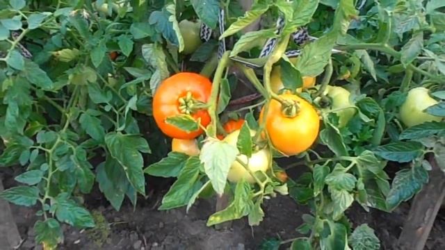 Шеди Леди – лушний скороспелый томат смотреть онлайн